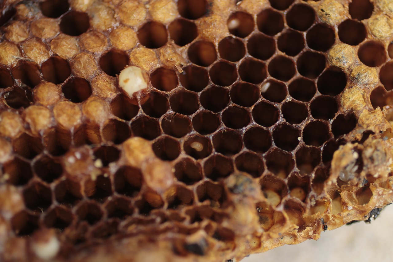 Basics of Eco-Friendly Beekeeping for Beginners